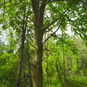 American Beech