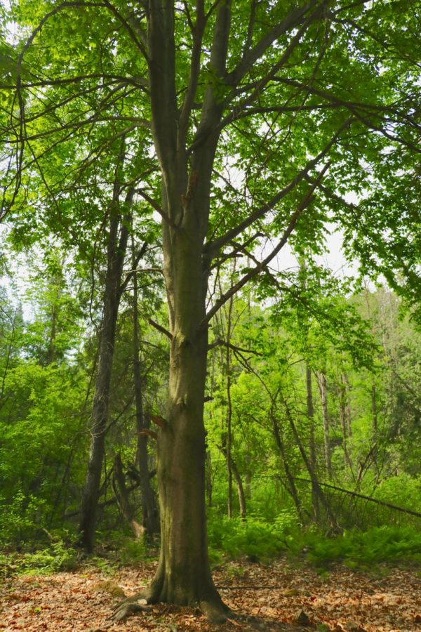 American Beech