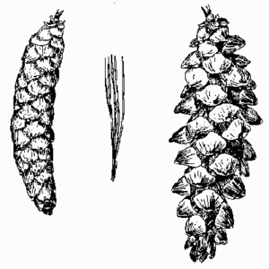 Eastern White Pine
