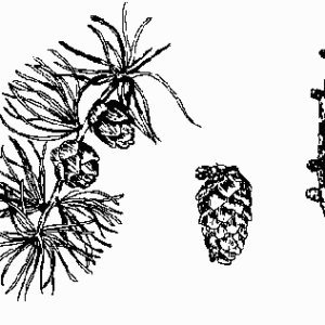 American Larch