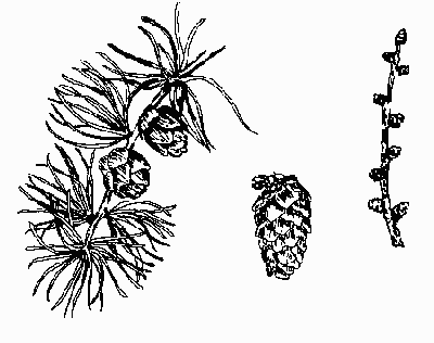 American Larch
