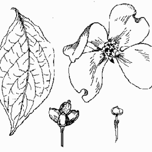 Flowering Dogwood