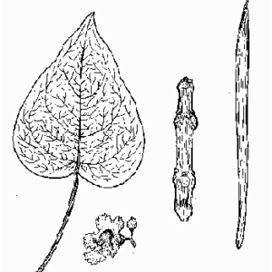 Catalpa