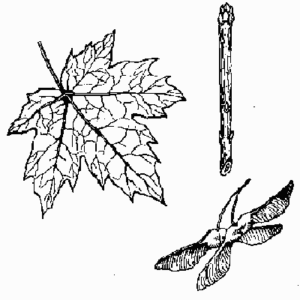 Norway Maple