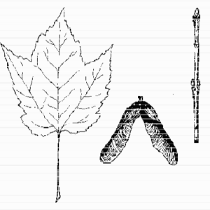 Red Maple