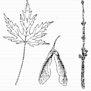 Silver Maple