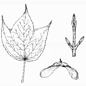 Striped Maple