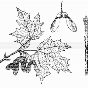 Sugar Maple
