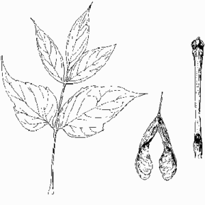 Box Elder
