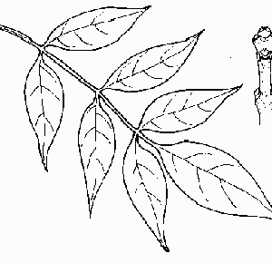 White Ash