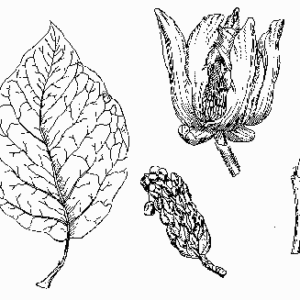 Cucumbertree Magnolia