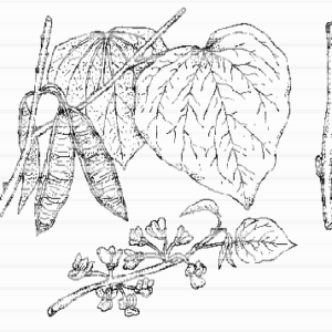 Redbud