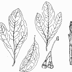 Common Sassafras