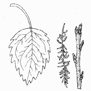 Bigtooth Aspen