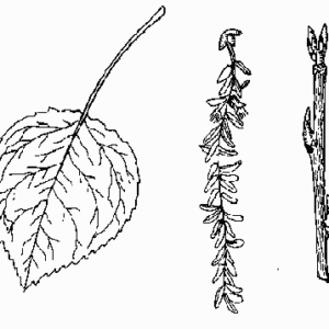 Quaking Aspen