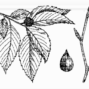 American Beech