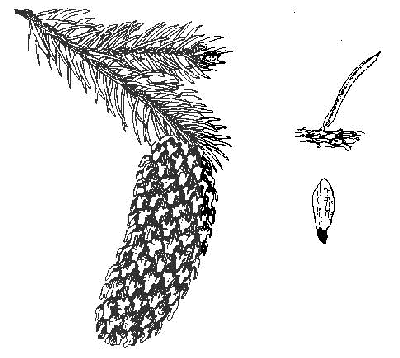 Colorado Blue Spruce