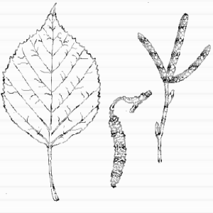 Paper Birch