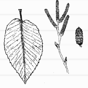 Sweet Birch