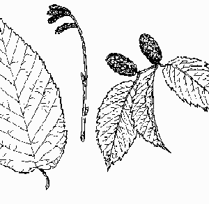 Yellow Birch
