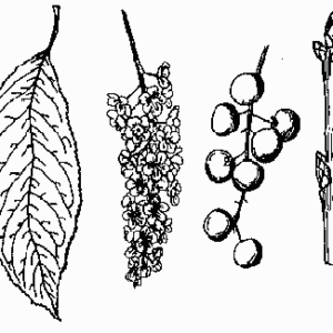 Black Cherry