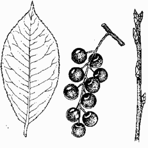 Choke Cherry