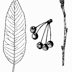 Fire Cherry