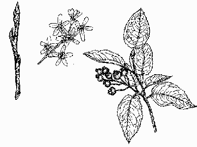 Serviceberries