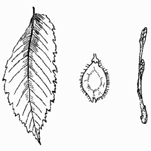 American Elm