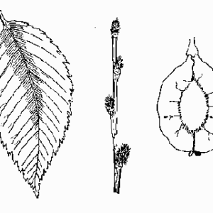 Slippery Elm