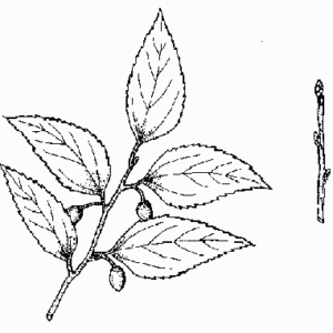 Common Hackberry
