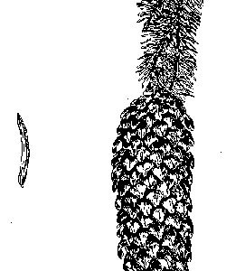 Norway Spruce