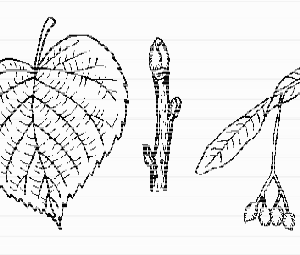 American Linden