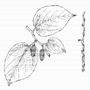 Red Mulberry
