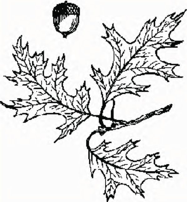 Pin Oak - Image 4