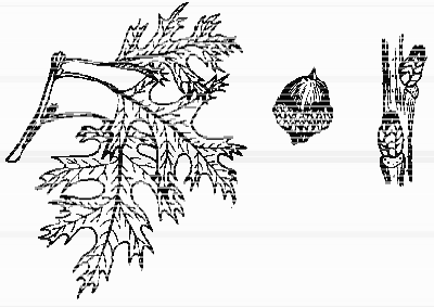 Scarlet Oak - Image 4