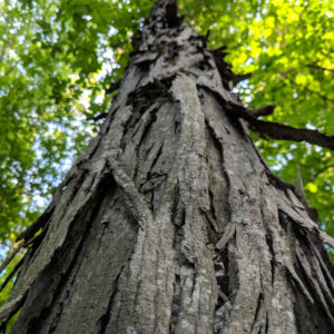 Shagbark Hickory