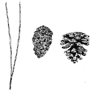 Red Pine
