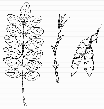 Black Locust - Image 4