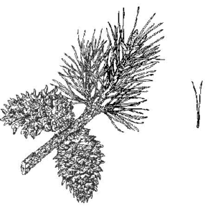 Table Mountain Pine