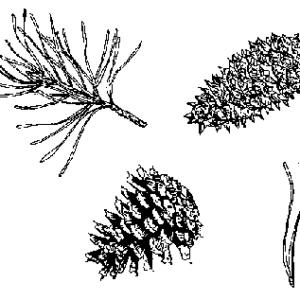 Virginia Pine