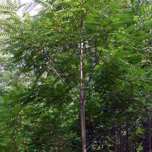Tree of Heaven