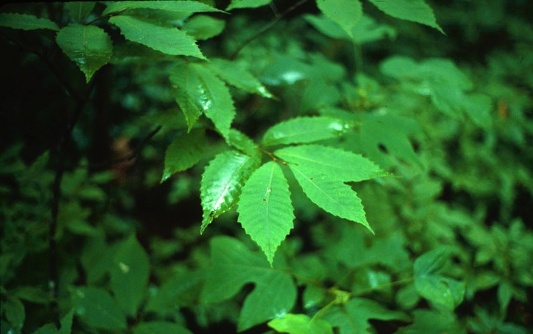 American Chestnut - Image 8