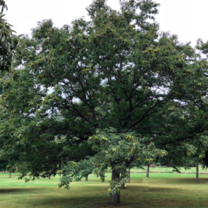American Chestnut