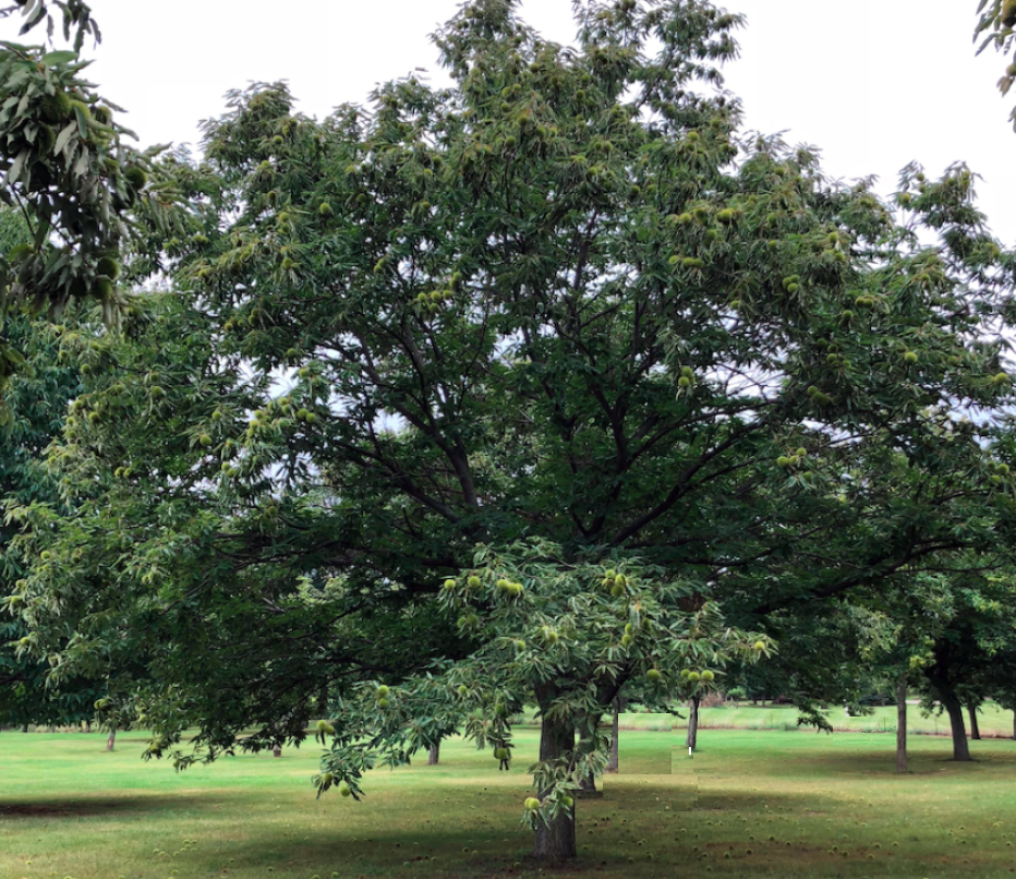 American Chestnut