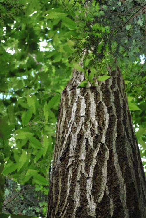 American Chestnut - Image 3