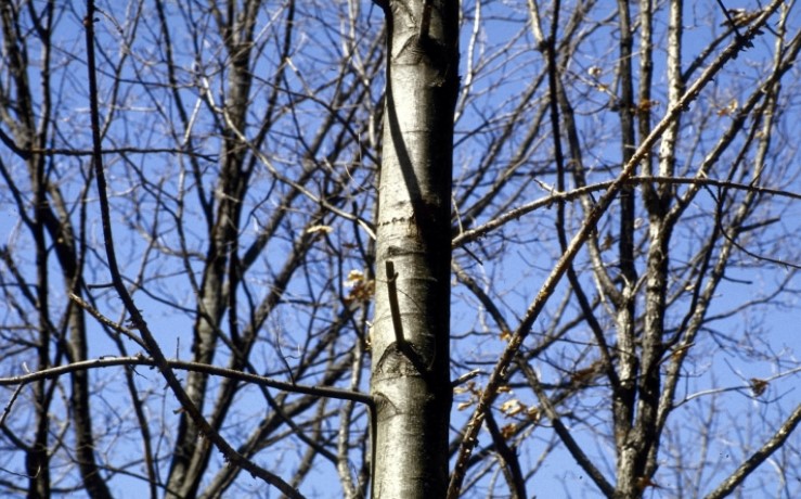 American Chestnut - Image 5