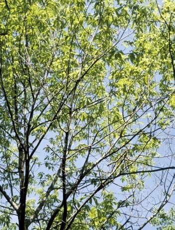 American Chestnut - Image 6