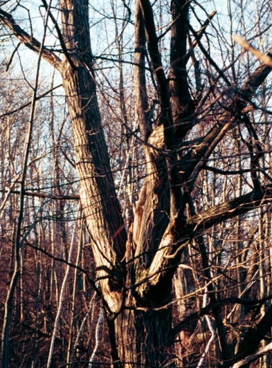 American Chestnut - Image 7