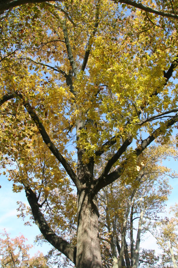 Bitternut Hickory - Image 5